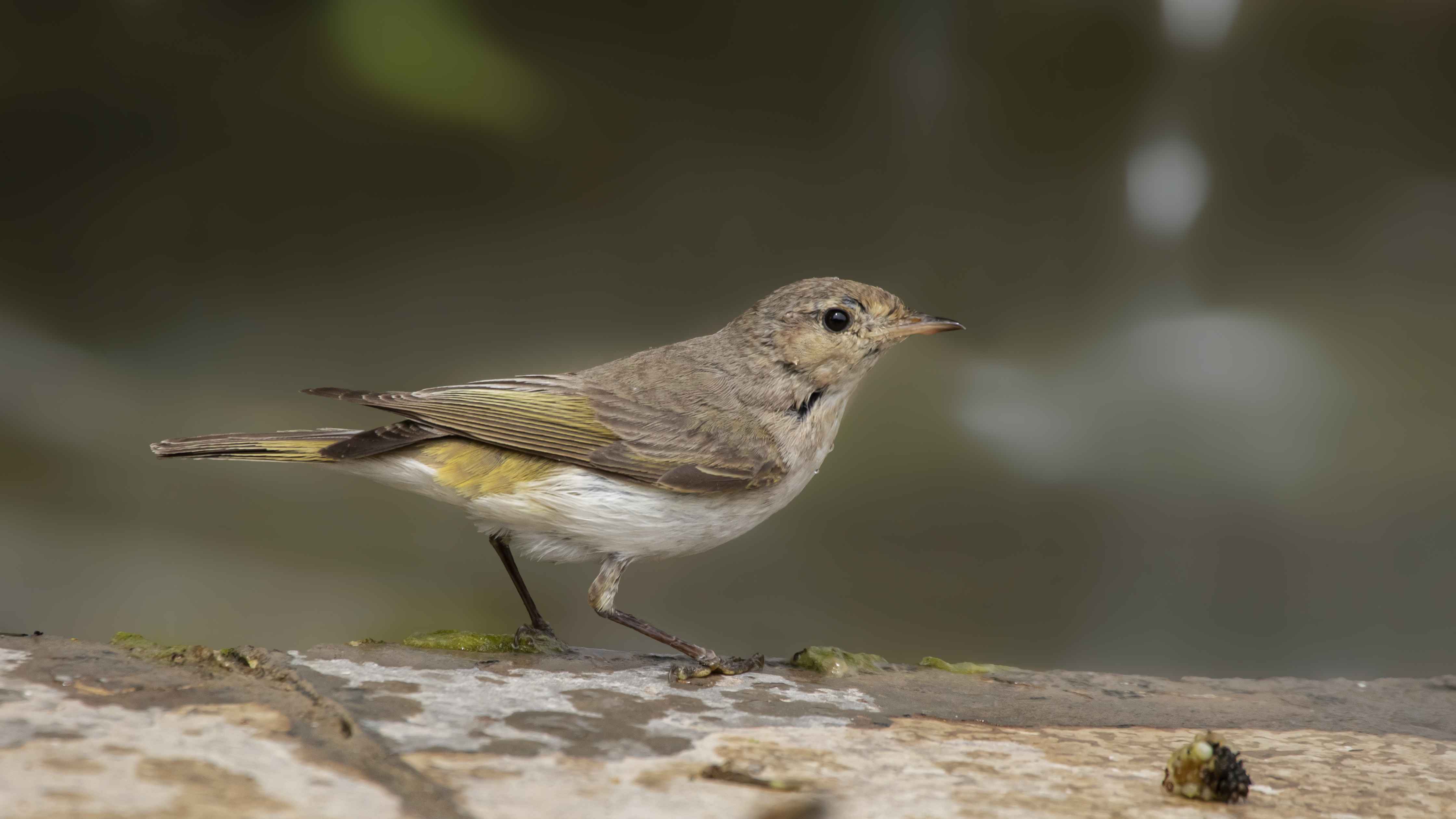 Eastern Bonelli's Warbler